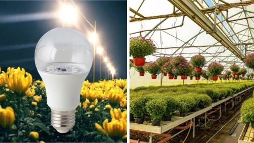 Đèn LED chuyên dụng cho hoa Cúc – Bí quyết kiểm soát mùa vụ và nâng cao chất lượng hoa thương phẩm